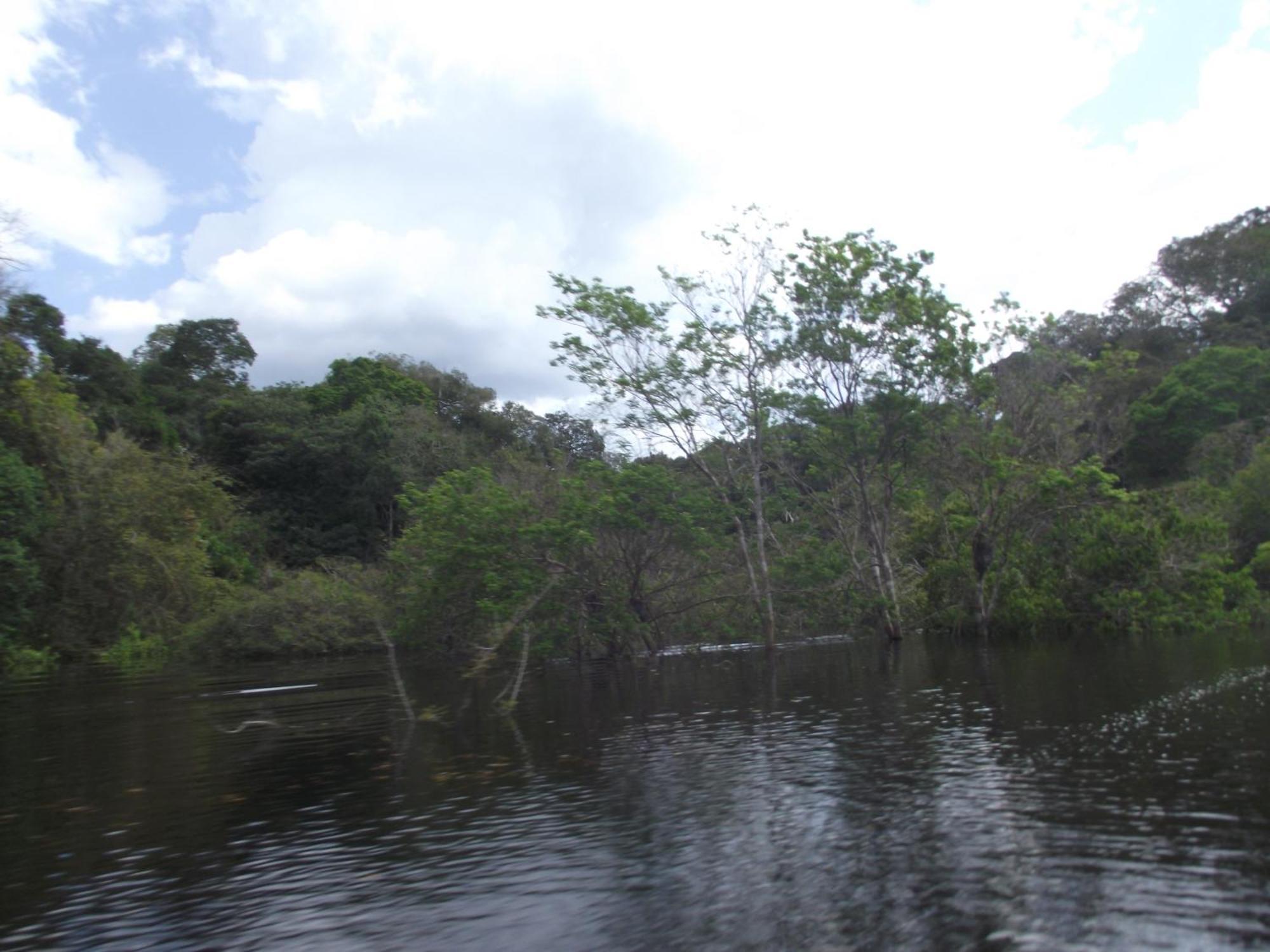 Amazon Arowana Lodge Careiro Kültér fotó
