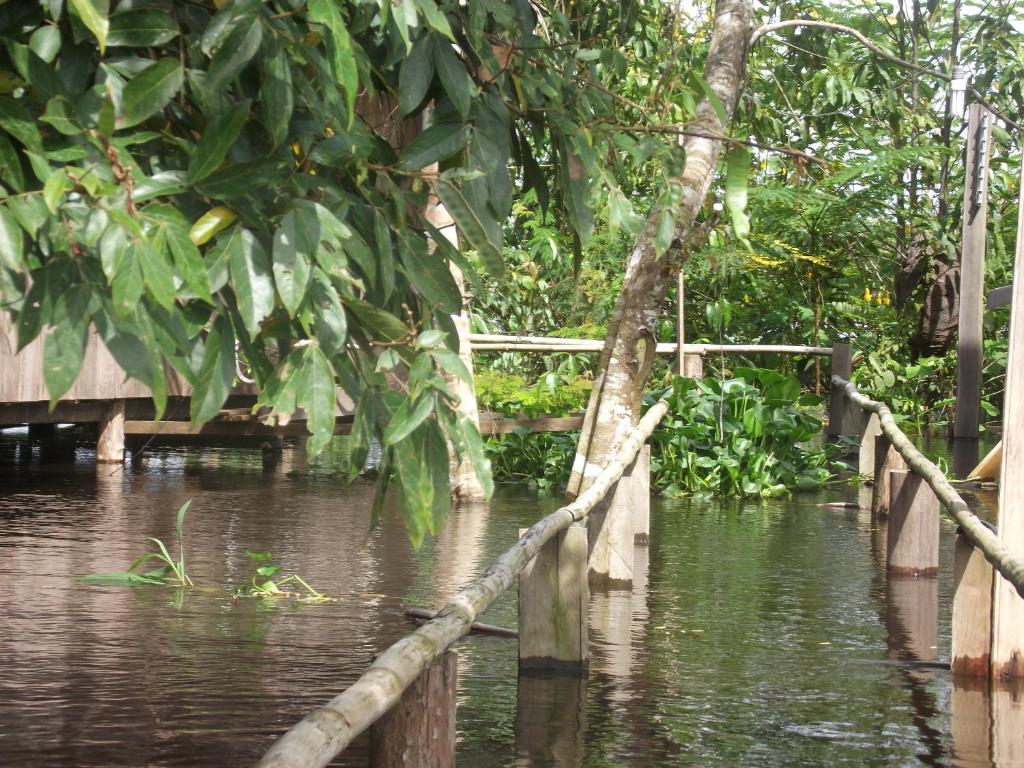 Amazon Arowana Lodge Careiro Kültér fotó